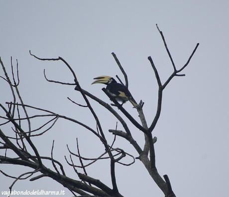 kinabatangan,sabah