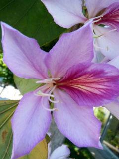 Bauhinia Variegata