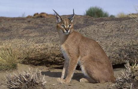 linxcaracal