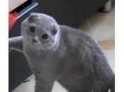 gatto rovista cassetto (Video)