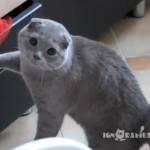 Il gatto che rovista in un cassetto (Video)