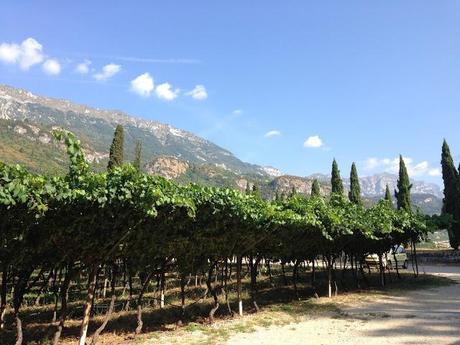 Sapori e luoghi del Trentino, Strade del Vino e dei Sapori