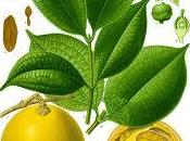 Cos'è Ignatia Amara?