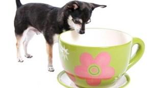 posso dare il tè al mio cane?