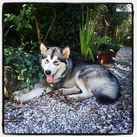 Mercurio, Alaskan Malamute di 9 mesi, sperimenta il suo primo giardino, dopo sette mesi di vita in appartamento.