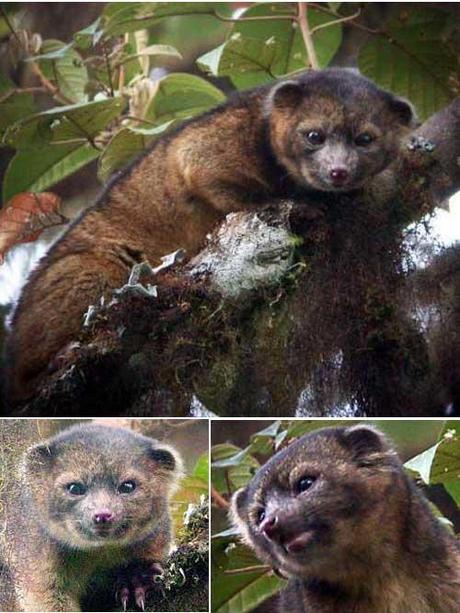 Olinguito