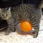 Gatto cammina con palloncino attaccato allo stomaco (Video)