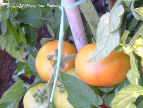 Il momento giusto per raccogliere i pomodori