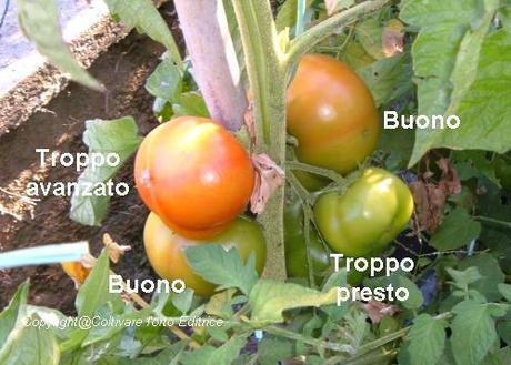 Il momento giusto per raccogliere i pomodori