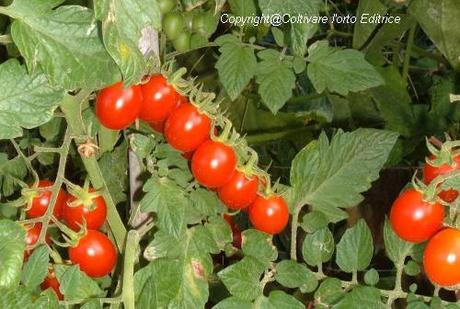 Il momento giusto per raccogliere i pomodori