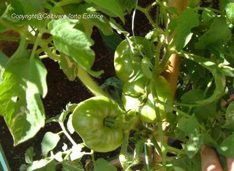 Trattamento nella crescita del pomodoro Nero di Crimea. La potatura