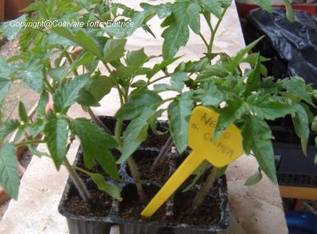 Trattamento nella crescita del pomodoro Nero di Crimea. La potatura