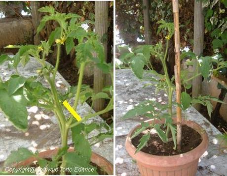 Trattamento nella crescita del pomodoro Nero di Crimea. La potatura