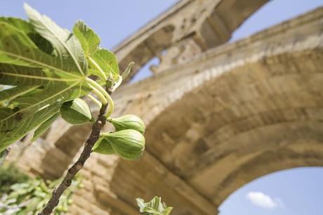 Pont du Gard