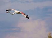 Sotto sole della Camargue: giorni fenicotteri rosa, cavalli bianchi sole, tantissimo