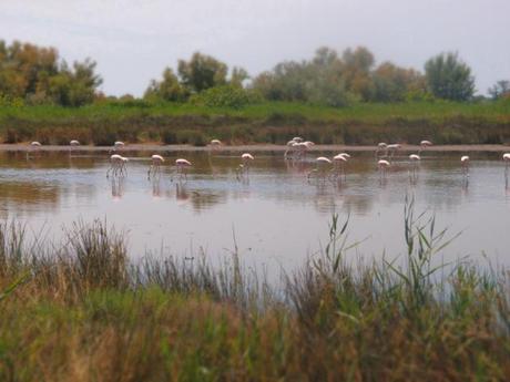 Il nostro primo vero incontro con i fenicotteri in Camargue..