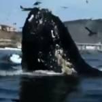 Balena di 12 metri sorprende coppia di canoisti (Video)