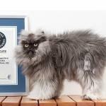 Colonel Meow, il gatto con il pelo da record: 22 centimetri (Video)