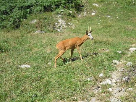 Gita all’Osservatorio Faunistico del Parco Naturale Alta...