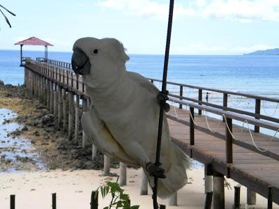 Viaggi in Indonesia: il Cacatua alba