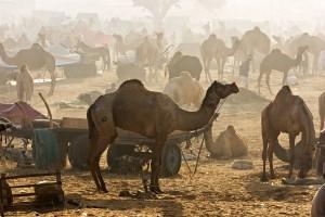 IL FESTIVAL DI PUSHKAR IN INDIA