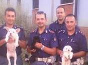 Arrestato trafficante cani cuccioli sono stati affidati all'ENPA