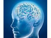 Cervello umano provetta, misura millimetri aiuterà ricerca