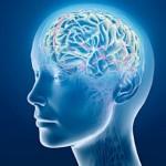 Cervello umano in provetta, misura 4 millimetri e aiuterà la ricerca