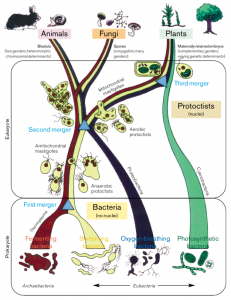 Quadro della teoria endosimbiotica. Lo sviluppo della vita su questo pianeta passa attraverso tre momenti cruciali in cui organismi più semplici si fondono insieme dando origine a diverse linee evolutive più complesse. La linea evolutiva che dagli eucarioti ha infine portato agli animali è quella che infine ha fatto emergere anche l'intelligenza sul pianeta.