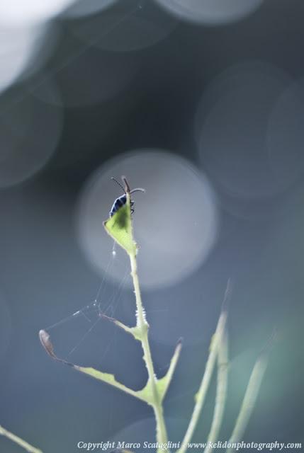 Macrofotografia sul lago di Bolsena