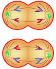 Anafase mitotica e anafase II della meiosi a confronto