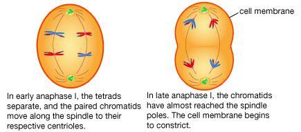 Anafase mitotica e anafase II della meiosi a confronto