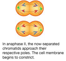 Anafase mitotica e anafase II della meiosi a confronto