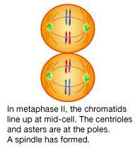 Anafase mitotica e anafase II della meiosi a confronto