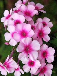 Phlox Paniculata