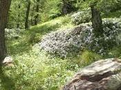 Walking Italian wood Alps