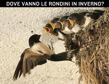 Dove vanno le rondini in inverno a svernare quando migrano?