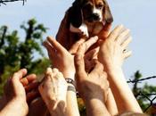 Scandalo Green Hill: libertà cani Beagle avverrà previa PAGAMENTO