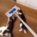 I gatti casalinghi puliscono casa con lo swiffer (Video)