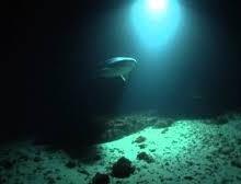 Capo Peloro Allarme squali nello stretto di Messina