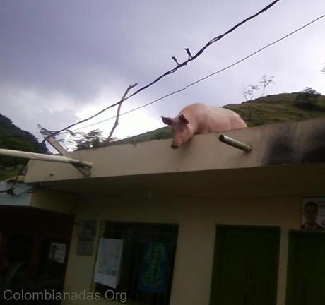 Immagini dal mondo:un porco guardone...
