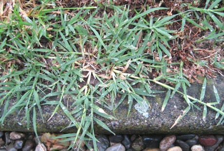 La gramigna, il cynodon dactylon, erba infestante del prato