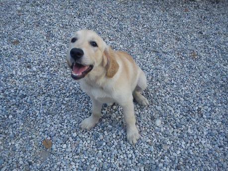 Sunny, cucciola di Golden Retriever, ama molto il divertimento nell'acqua