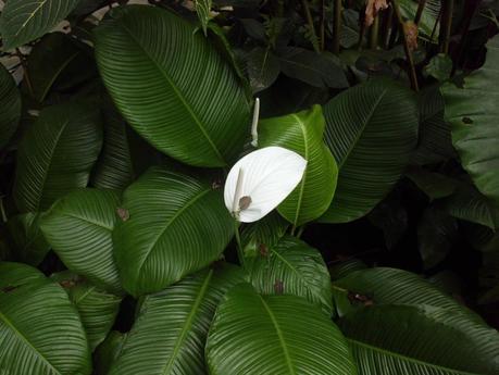 viaggi in indonesia: foto di fiori