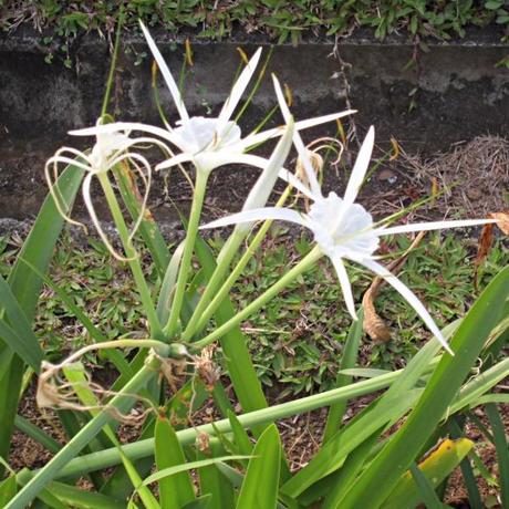 viaggi in indonesia: foto di fiori