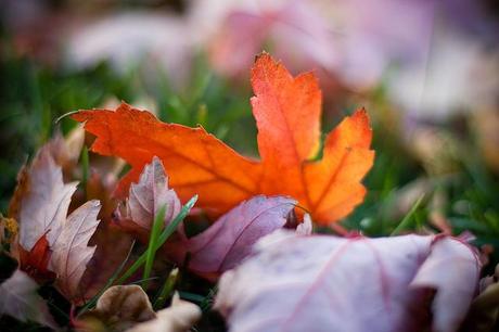 autumn,fallen leaves,twitter,cambia di stagione