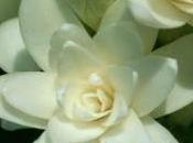Tuberosa