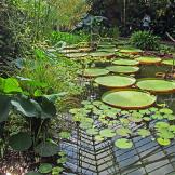 Edimburgo, alla scoperta del giardino botanico