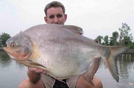 Pacu,il pesce 