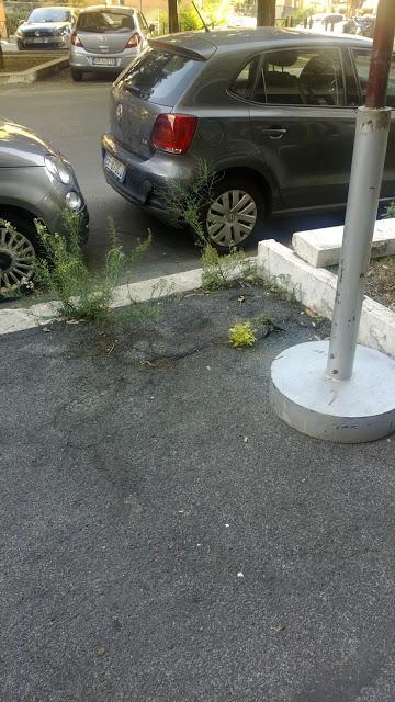 La vegetazione che si riprende la città. Jurassic Park a San Paolo